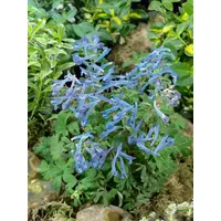 Pflanzen Für Dich Corydalis elata 'Blue Summit', Lerchensporn, ca.