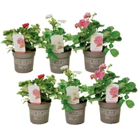Plant in a Box - Fragaria 'Summer Breeze' -