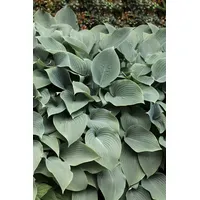 Pflanzen Für Dich Hosta sieboldiana 'Elegans', Blaublatt-Funkie, 3-5 Liter