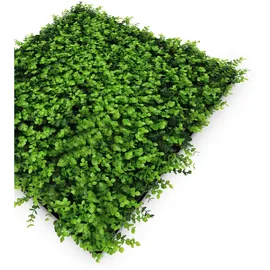 JANGAL Wandpaneel Modular Wall 52 x 52 cm mixed green buxus