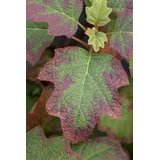 Pflanzen Für Dich Hydrangea Quercifolia Burgundy Eichenblatthortensie Rot 40–60 cm