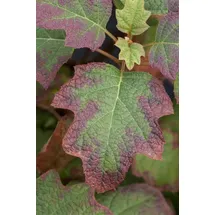 Pflanzen Für Dich Hydrangea Quercifolia Burgundy Eichenblatthortensie Rot 40–60 cm
