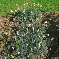 Pflanzen Für Dich Dicentra formosa 'Aurora', Tränendes Herz, weiß,