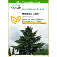 SAFLAX - Himalaya Zeder - 35 Samen - Mit