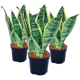 EXOTENHERZ Zimmerpflanze 3er Set Sansevieria trifasciata - gelb-grüner Bogenhanf - 9cm Topf