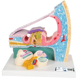Cortisches Organ Innenohrmodell - 3B Smart Anatomy