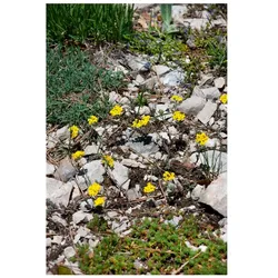 Alyssum wulfenianum, Steinkraut, gelb, ca. 9x9 cm Topf