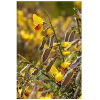 Pflanzen Für Dich Cytisus scoparius 'Andreanus Splendens', Besenginster, gelb-rot,