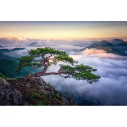 Fototapete PAPERMOON "Photo-Art TIGER SEO, AUF DEM BERG", bunt, B:3,50m L:2,60m, Vlies, Tapeten