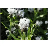 Pflanzen Für Dich Centaurea montana 'Alba' Berg-Flockenblume, ca. 9x9