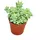 EXOTENHERZ Sedum morganianum burritum - Affenschaukel - 5,5cm Topf