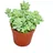 EXOTENHERZ Sedum morganianum burritum - Affenschaukel - 5,5cm Topf