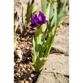 Pflanzen Für Dich Iris x barb.-nana Cherry Garden', Zwergiris, ca. 9x9 cm Topf