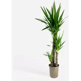 Plant in a Box - Palmlilie - Yucca elephantipes - Höhe 130-140cm - Topf 24cm