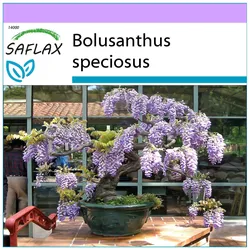 SAFLAX - Bonsai - Afrikanischer Glyzinienbaum - 15 Samen - Bolusanthus speciosus