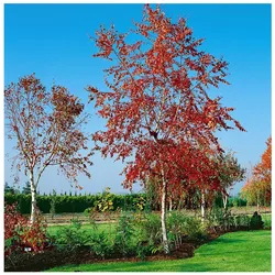 Betula pendula 'Royal Frost', Hängebirke, rotbraunes Laub, 125–150 cm