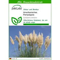 SAFLAX - Gräser-Bambus-Amerikanisches Pampasgras - 200 Samen - Mit