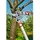 WOLF-Garten Astschere Power Cut RS 650