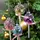 MARELIDA Weihnachtsbaumschmuck Lolli Cake Pop mit Perlen Glas Christbaumschmuck (Hellblau)