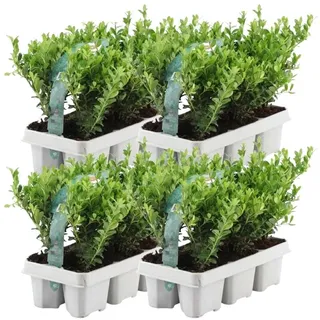 Plants by Frank – 24 Stechpalme Pflanze | Heckenpflanzen Winterhart | 24 x Ø7 cm - 15 cm Ilex crenata Jenny | Heckenpflanzen | Buchs ersatz | Buchsbaum ersatz