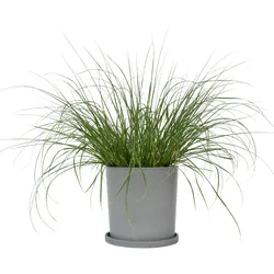 Plant in a Box Federgras - Pennisetum alopecuroides Hameln Höhe 20-30cm