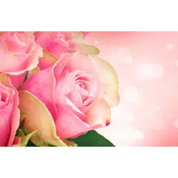 Fototapete PAPERMOON "ROSEN-BLUMEN ART DESIGN ABSTRAKT MUSTER DECOR KUNST", bunt, B:4,00m L:2,60m, Vlies, Tapeten