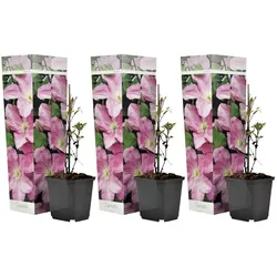 Plant in a Box - Klematis - 3 Stk - Clematis 'Hagley Hybrid' - Höhe 25-40cm - Topf 9cm
