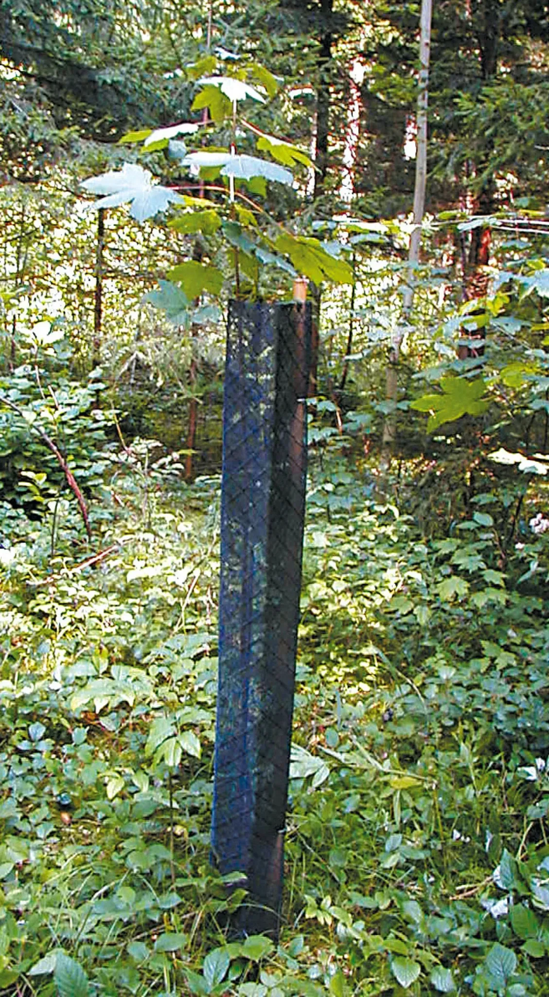 PlantaGard Baumschutz-Netzhülle Diagonal