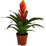 Dehner Vriesea Intenso Orange Ø 12 cm Komplettset 45 x 12 x 12 cm Orange