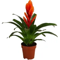 Dehner Vriesea Intenso Orange Ø 12 cm Komplettset 45 x 12 x 12 cm Orange