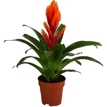 Dehner Vriesea Intenso Orange Ø 12 cm Komplettset 45 x 12 x 12 cm Orange