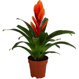 Dehner Vriesea Intenso Orange Ø 12 cm Komplettset 45 x 12 x 12 cm Orange