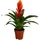Dehner Vriesea Intenso Orange Ø 12 cm Komplettset 45 x 12 x 12 cm Orange