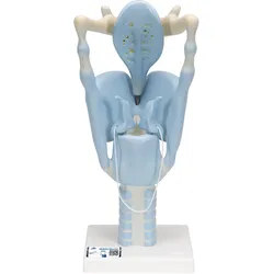 Funktionsmodell Kehlkopf, 3-fache Größe - 3B Smart Anatomy