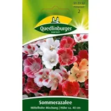 Quedlinburger Sommerazalee ''Mittelhohe Mischung''