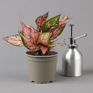 Aglaonema 'Pink', Topf-Ø 12 cm