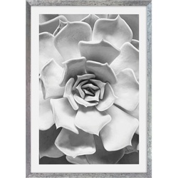 Bild mit Rahmen KOMAR "Succulent Aeonium" Bilder Gr. B/H: 1x 50x70 cm, Succulent Closeup 1x 50x70 cm, 1 St., bunt Bilder mit Rahmen maschinell