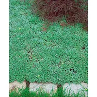 Pflanzen Für Dich Antennaria dioica var.borealis, Katzenpfötchen, ca. 9x9