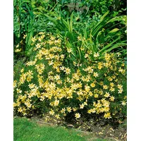 Pflanzen Für Dich Coreopsis verticillata 'Moonbeam', Mädchenauge, ca. 9x9