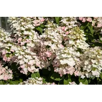 Pflanzen Für Dich Hydrangea paniculata Early Harry'®, 40–60 cm