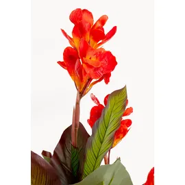 Kare Deko Pflanze Canna Lily", 165cm