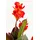 Kare Deko Pflanze Canna Lily", 165cm