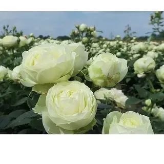 Edelrose  (Rosa 'Wedding Piano' ®, Cremeweiß)