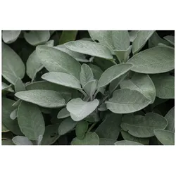 Salvia officinalis 'Würzburg', Echter Salbei, aromatisch, ca. 9x9 cm Topf