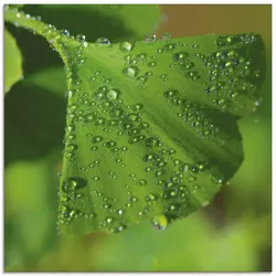Glasbild ARTLAND "Ginkgo", grün (farbe bild(er): grün), B:30cm H:30cm, Bilder, in verschiedenen Größen