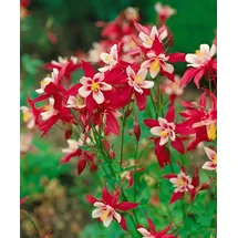 Pflanzen Für Dich Staude Aquilegia caer. Red Hobbit, 1 St., Akelei rot