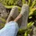 TOMS Valencia Damen Beige 39