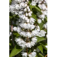 Pflanzen Für Dich Deutzia scabra 'Plena', Maiblumenstrauch, gefüllt, 60–80