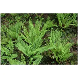 Polystichum setiferum 'Herrenhausen', Schildfarn, ca. 9x9 cm Topf