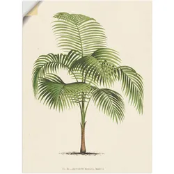 Wandfolie ARTLAND "Palme I", beige (farbe bild(er): naturfarben), B:30cm H:40cm, Dekorfolie, Bilder, selbstklebend